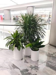 余姚盆景出租价格究竟多少？速来了解详情！